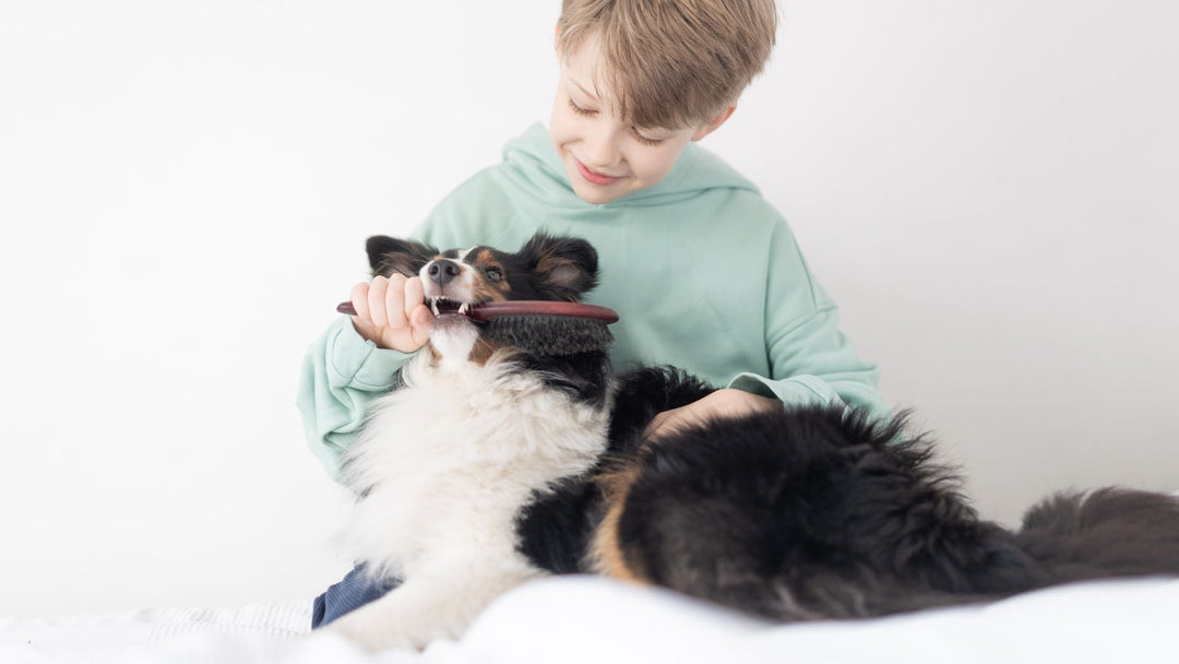 Knoten im Hundefell? So gelingt Bürsten ohne Ziepen