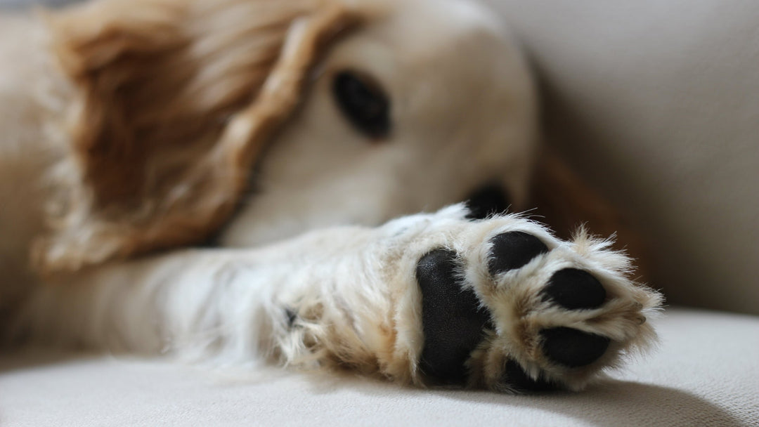 Hundepfote in Nahaufnahme – sanfte Pfotenpflege für jede Jahreszeit