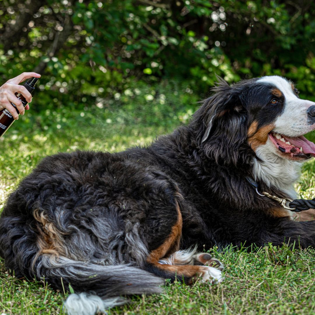 Anwendung des Anti-Ziep-Fellsprays von Balau Naturkosmetik bei Berner Sennenhund Luna