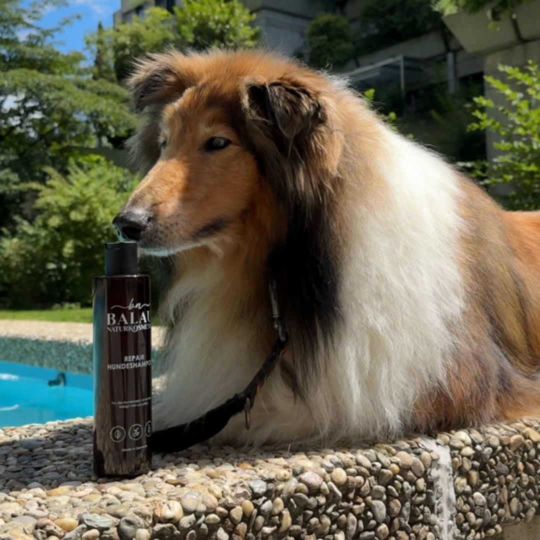 Balau Naturkosmetik Repair Hundeshampoo – natürlicher Pflegepartner für Hunde, Produktfoto mit Hund