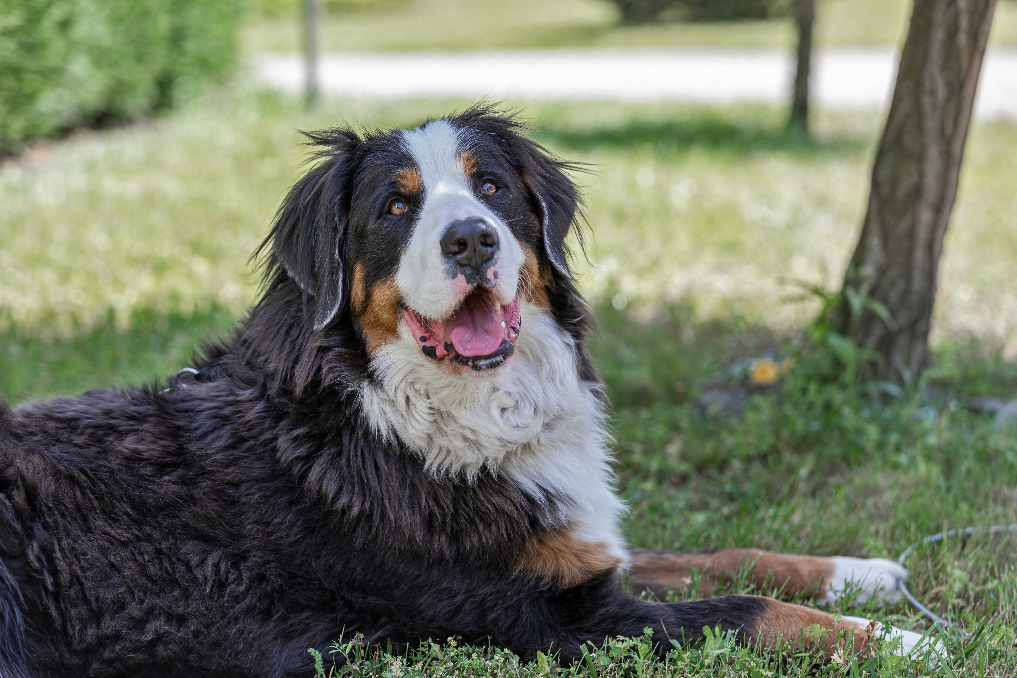 Luna, die Berner Sennenhündin von Balau Naturkosmetik, entspannt im Gras unter einem Baum