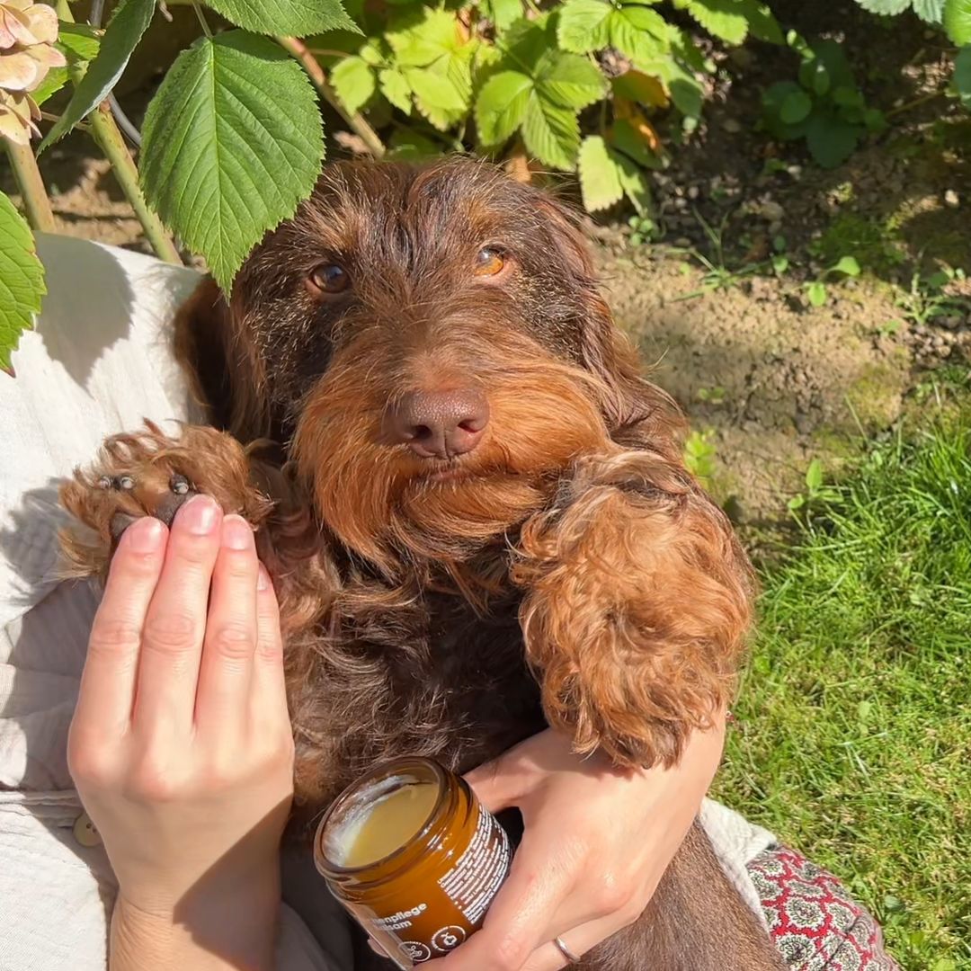 Balau Naturkosmetik Pfötchenpflege-Balsam – Anwendung am Hund für gepflegte, geschützte Pfoten