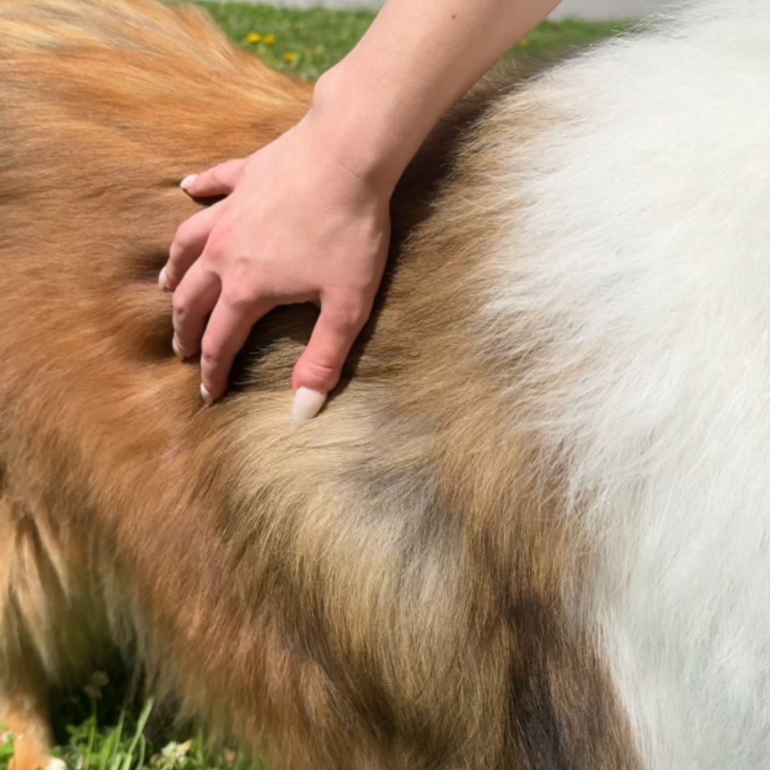 Gesundes und glänzendes Fell eines Hundes nach der Anwendung des Balau Naturkosmetik Shampoo-Duos (Repair & Feuchtigkeit)