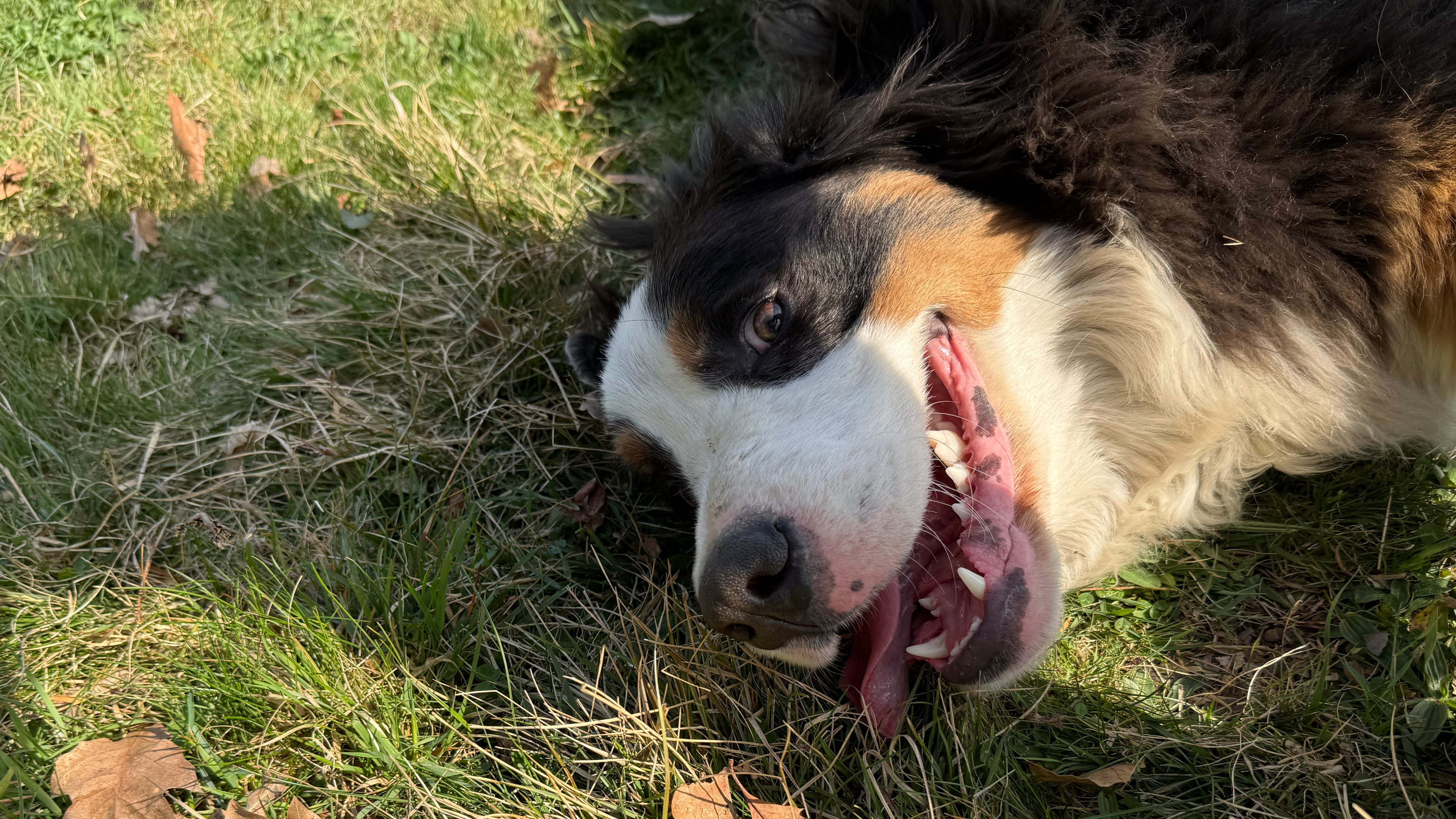 Luna, unsere Berner Sennenhündin, beim entspannten Spielen auf der Wiese – natürliche Hundepflege mit Balau