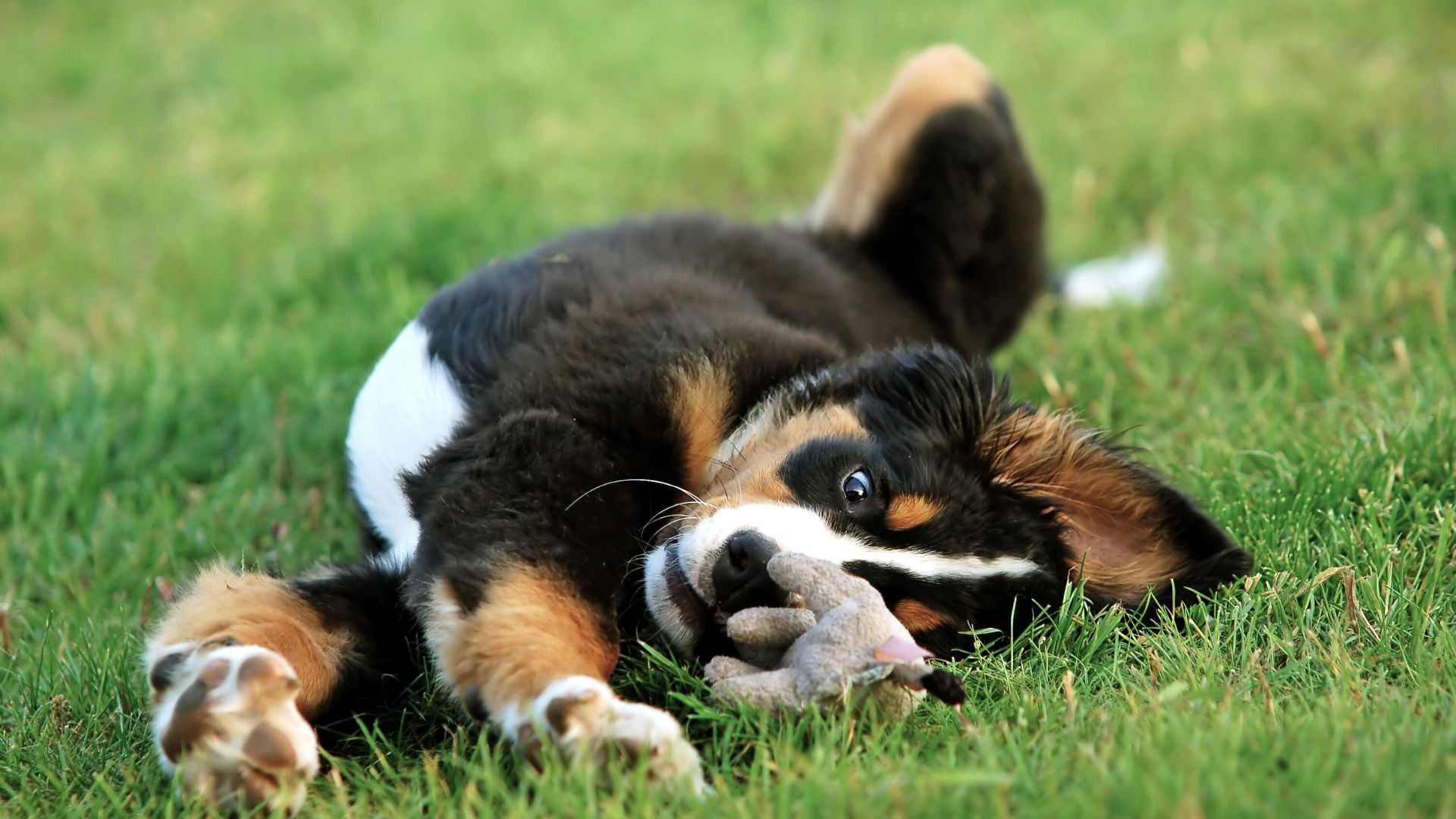 Luna als Berner Sennenhund-Welpe – Inspiration für unsere natürliche Hundepflege von Balau